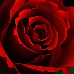 Meet your Posher, Felicia